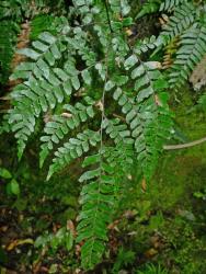 Adiantum fulvum. Adaxial surface of mature frond showing dark, glossy surface, and red-brown rachis and costae.
 Image: L.R. Perrie © Te Papa CC BY-NC 3.0 NZ